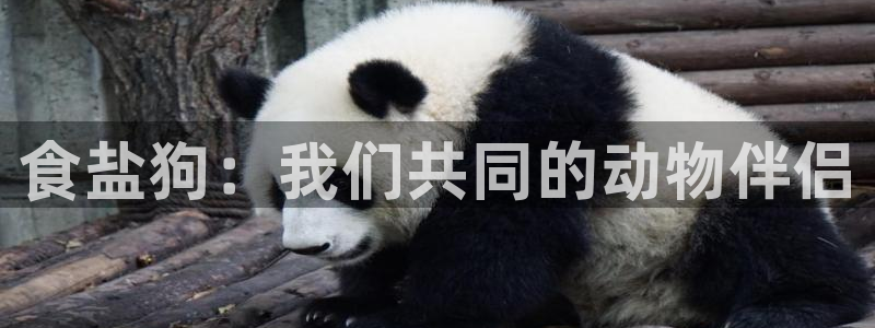 威九国际犯法吗